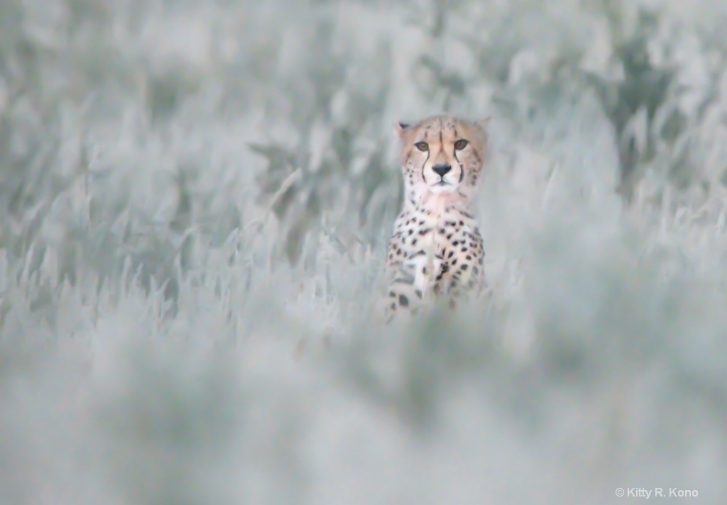 Cheetah at Dusk - ID: 15625129 © Kitty R. Kono