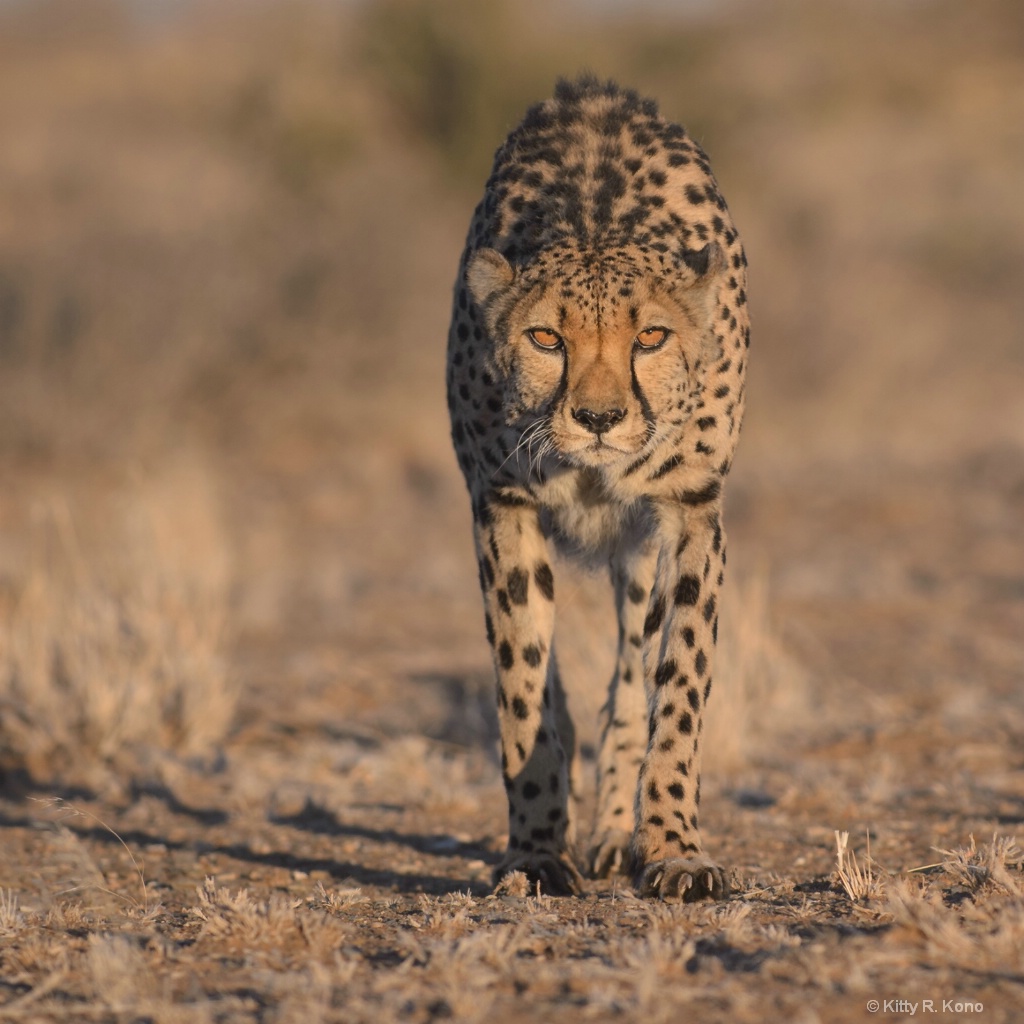 Cheetah on the Farm - ID: 15625130 © Kitty R. Kono