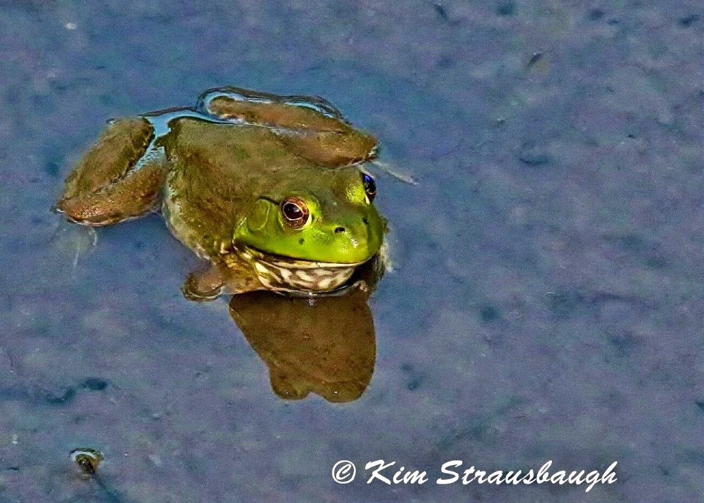 Bullfrog