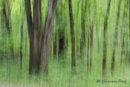 Slow Evening in the Woods