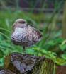 Raindrops keep fa...