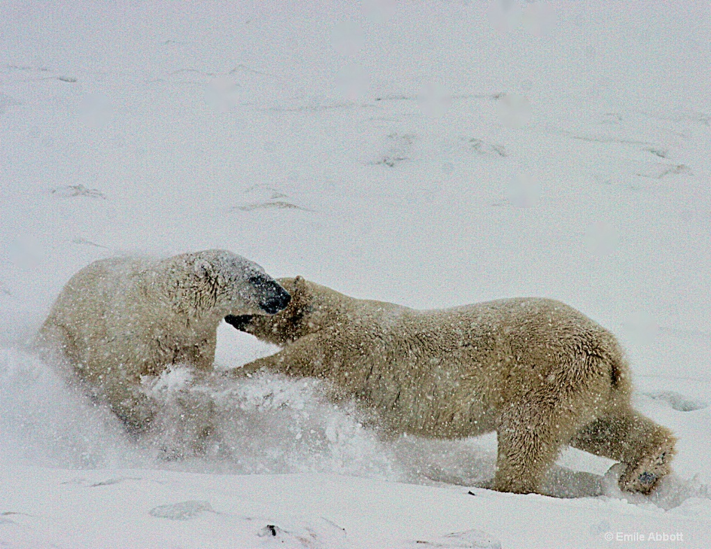 Sparing partners - ID: 15625479 © Emile Abbott