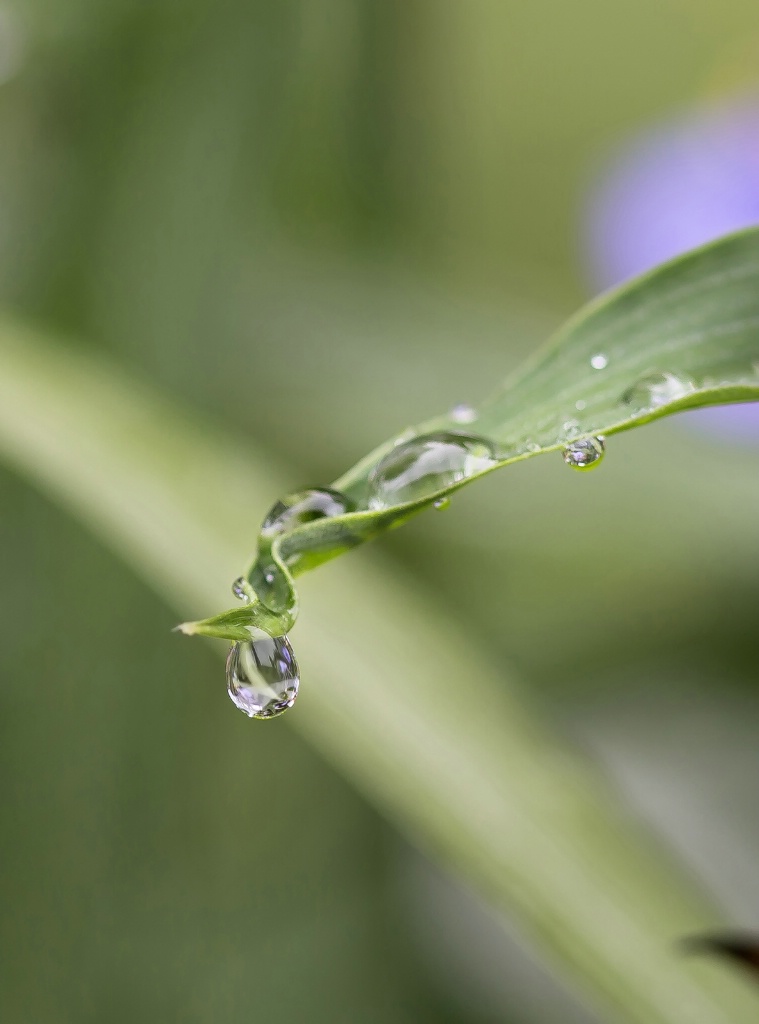 Pretty Raindrop