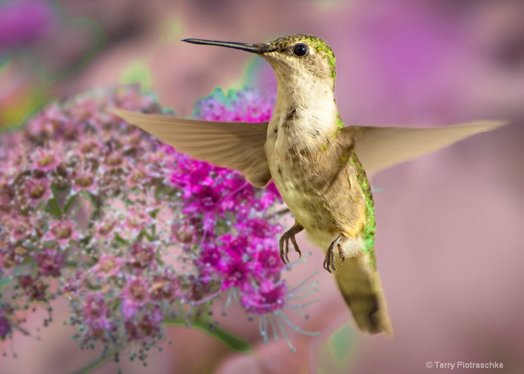 Hummingbird Taking Flight
