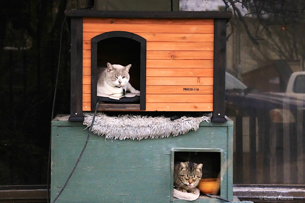 Cats in Condo - ID: 15625693 © Emile Abbott