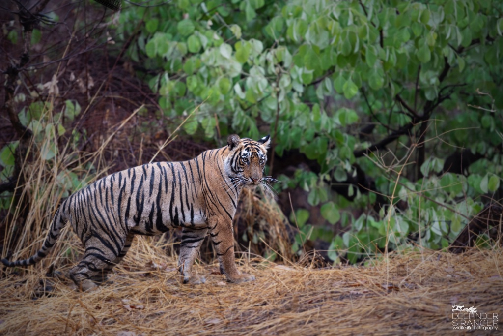 Tigress in zone : 2