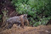 Tigress in zone :...