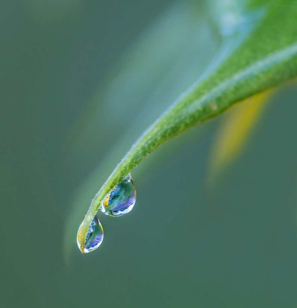 Rain Drops