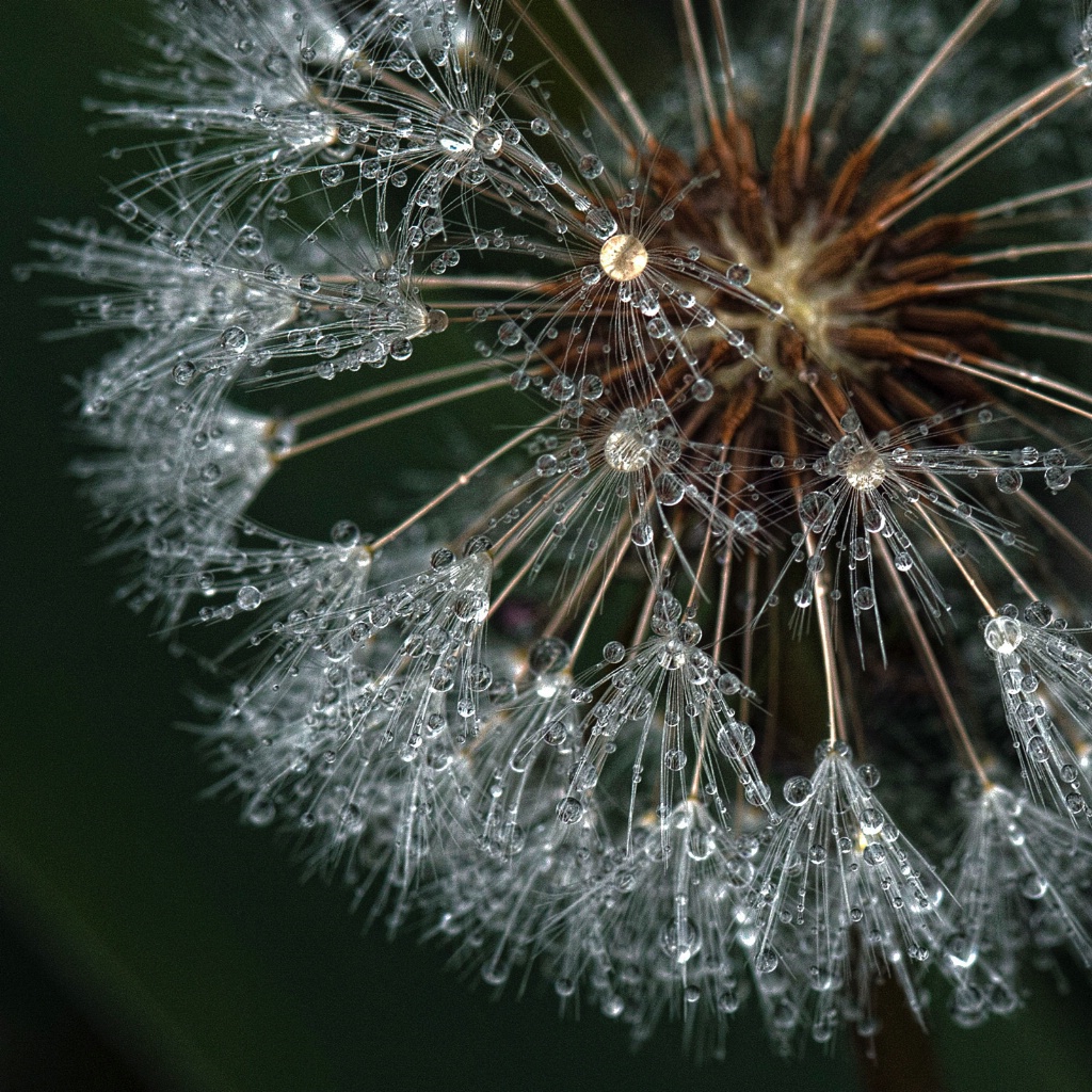 After A Spring Rain: Bejeweled