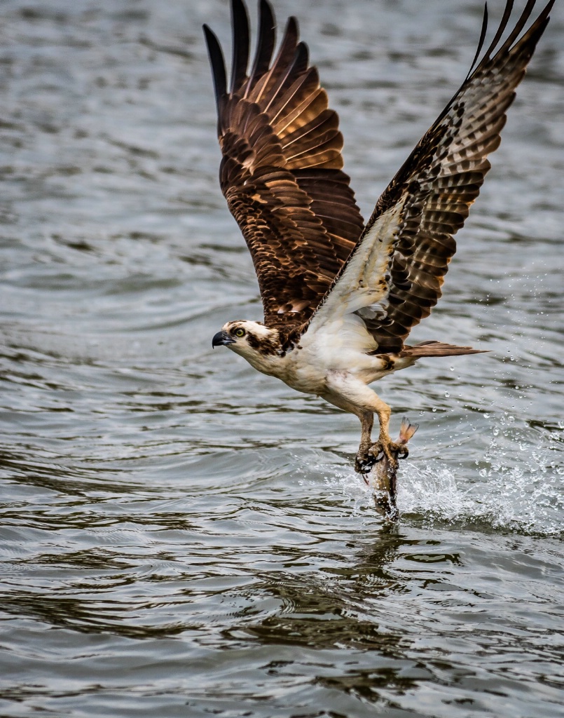 The Catch - ID: 15625770 © John D. Roach