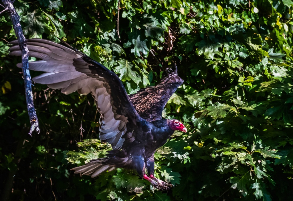 Vulture Landing - ID: 15625771 © John D. Roach