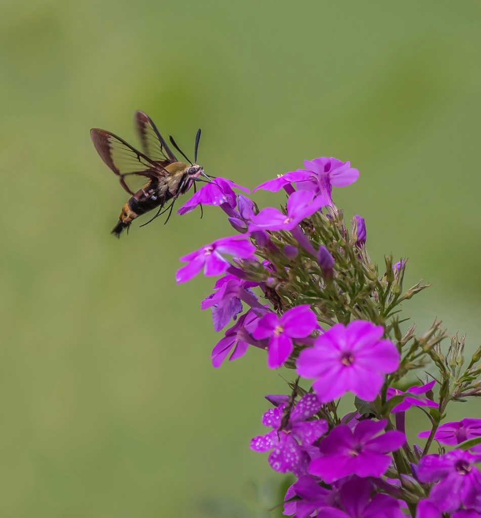 Hummingbird Moth