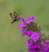 Hummingbird Moth