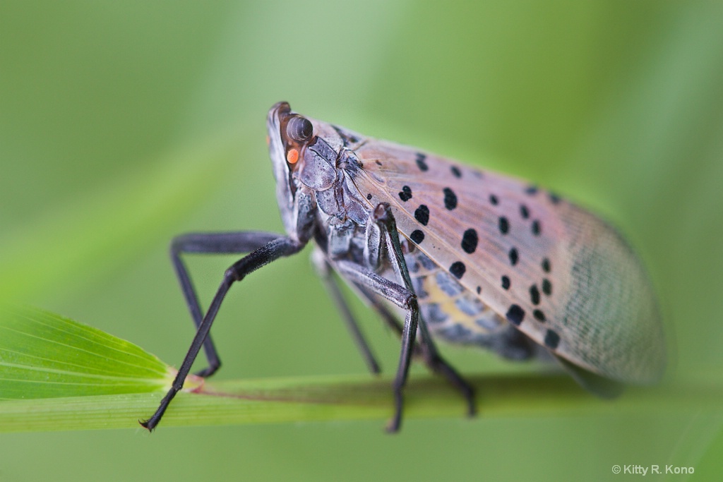 Spotted Lantern Fly - ID: 15626128 © Kitty R. Kono