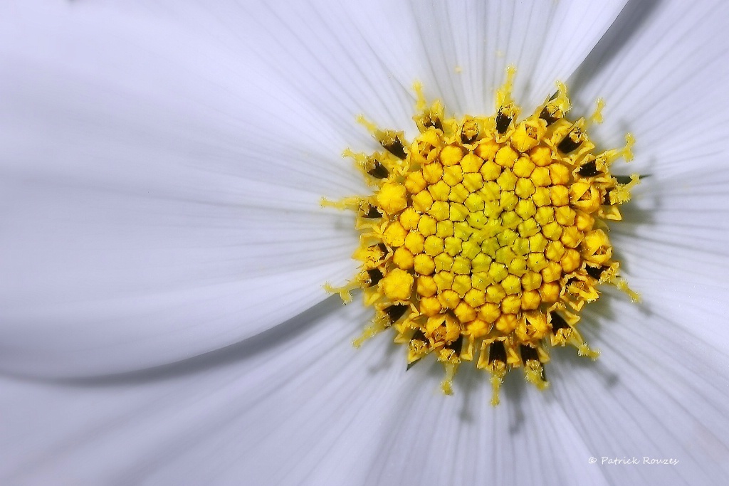 White & Yellow Cosmos