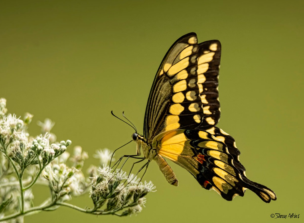 Swallowtail - ID: 15627064 © Sherry Karr Adkins
