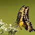 2Swallowtail - ID: 15627064 © Sherry Karr Adkins