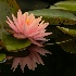 2Water Lily 3 - ID: 15627067 © Sherry Karr Adkins