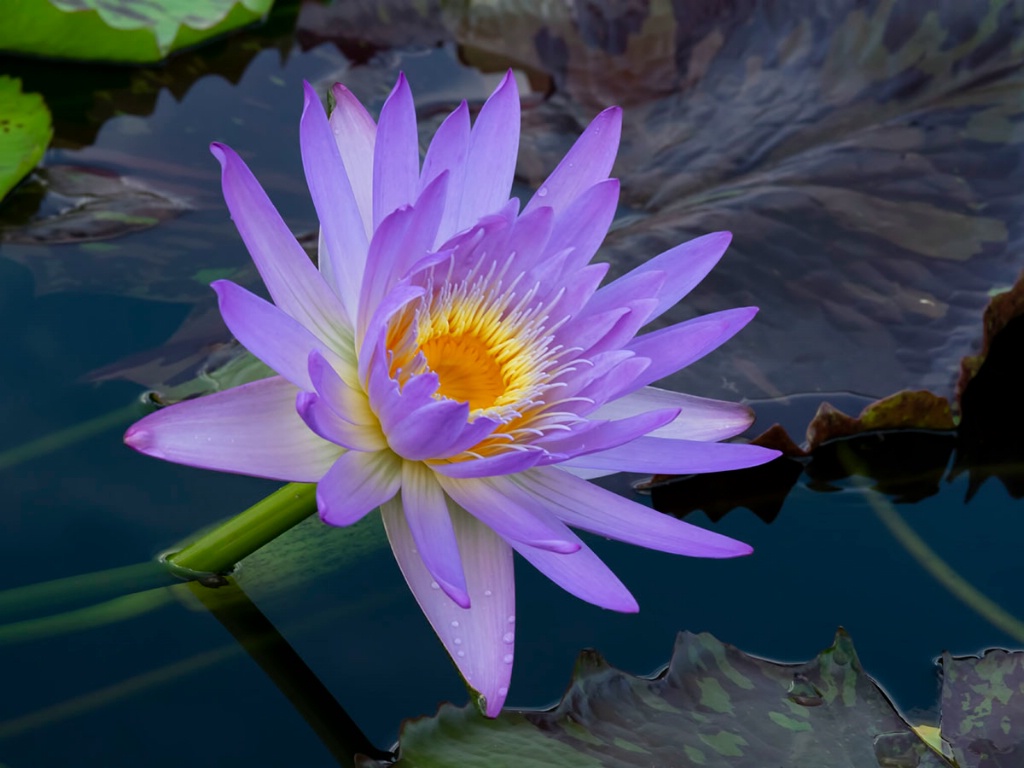 Water Lily 4 - ID: 15627068 © Sherry Karr Adkins