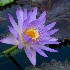 2Water Lily 4 - ID: 15627068 © Sherry Karr Adkins