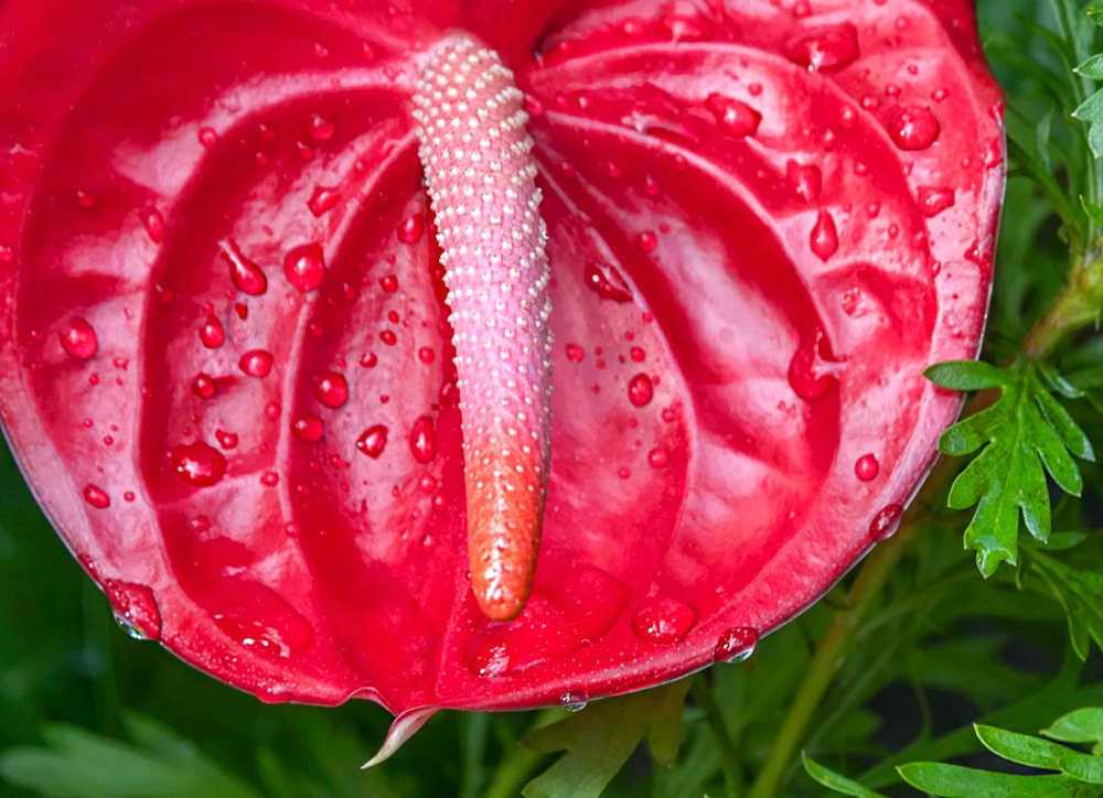 Red Anthurium