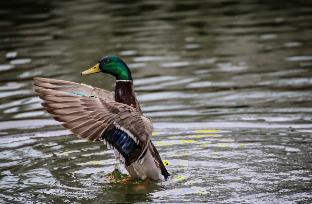 Mallard Duck 