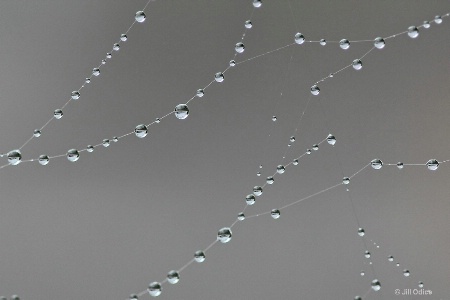 Raindrops on Web