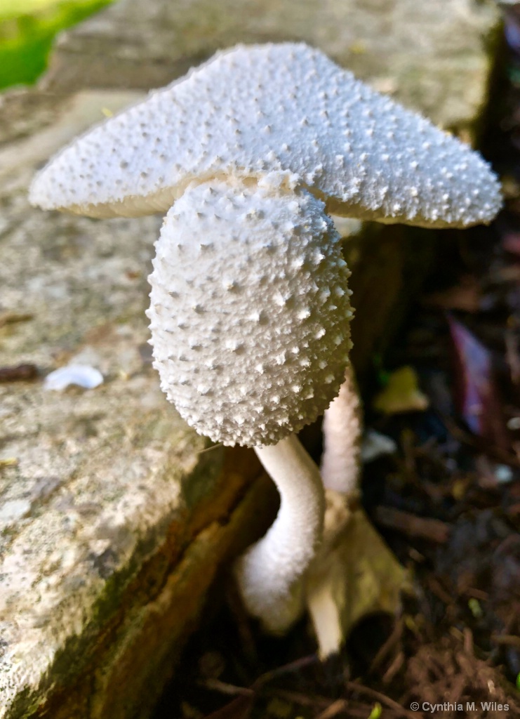 Pair of Mushrooms - ID: 15627175 © Cynthia M. Wiles