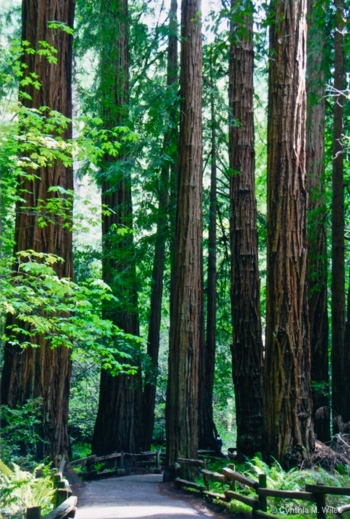 Redwoods Path - ID: 15627269 © Cynthia M. Wiles