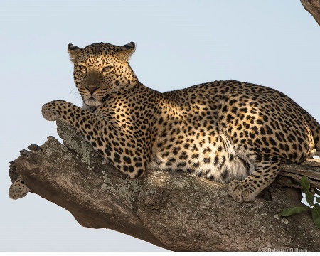 Resting Leopard