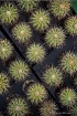 Succulents