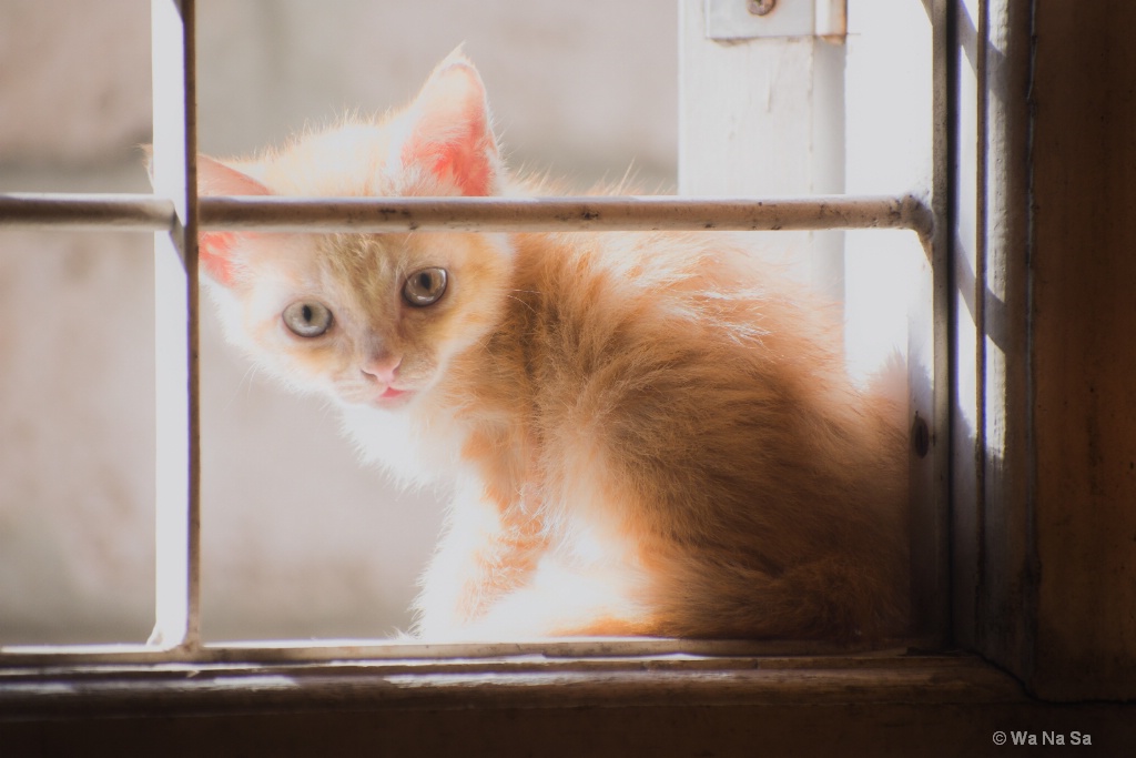 Kitten on the window.