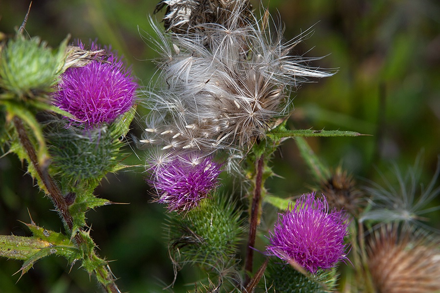 Thistles - ID: 15627900 © william (. Dodge