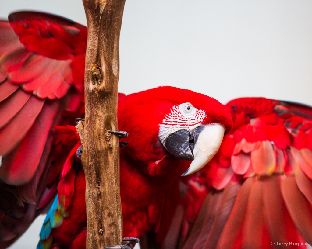 Green-winged Macaw - ID: 15627983 © Terry Korpela