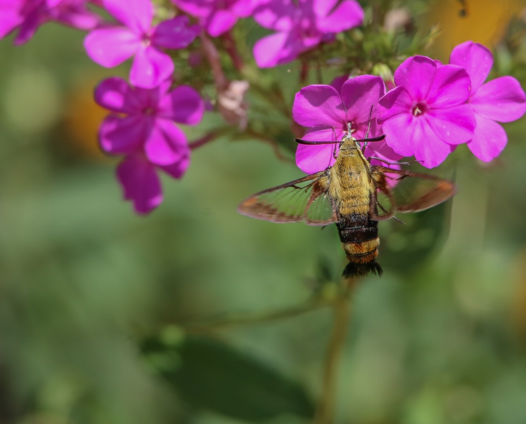 I am not a Hummingbird!