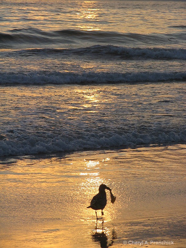 Seagull.JPG - ID: 15628153 © Cheryl A. Pronchick