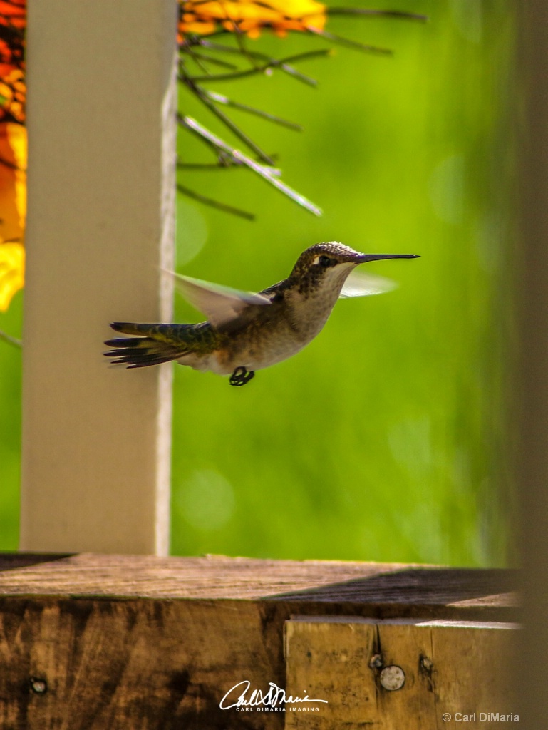 Hummingbird 2018-0916 -2343
