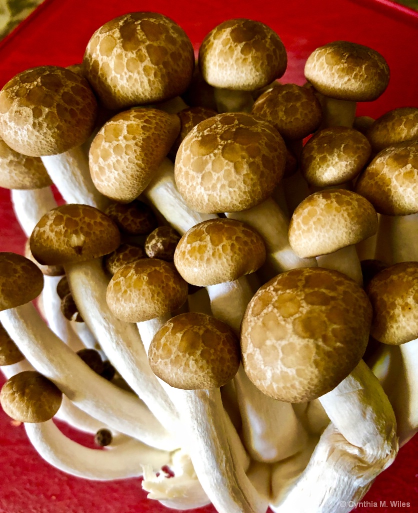 Good Looking Mushrooms
