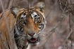 A close encounter...