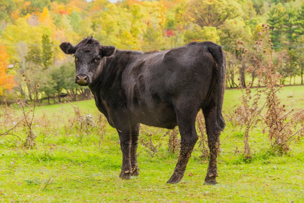 Curious Cow