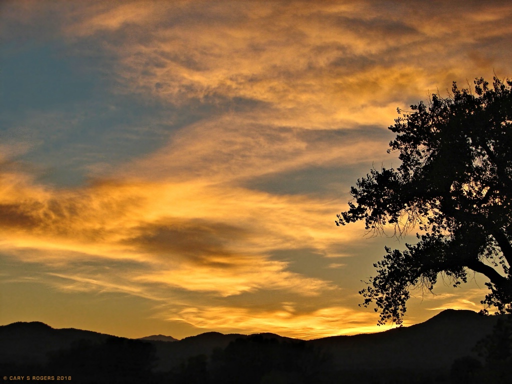 Sunset Clouds With Cottonwood Tree