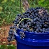 2Morgan Ridge Grapes - ID: 15628604 © Zelia F. Frick