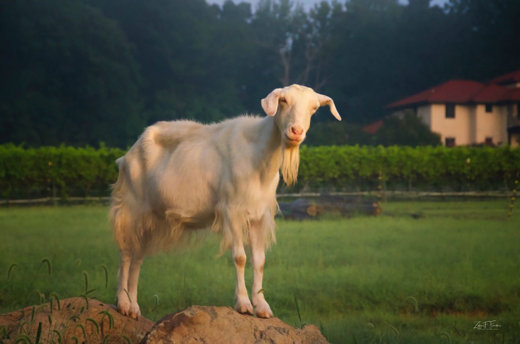 Morgan Ridge Goat - ID: 15628610 © Zelia F. Frick