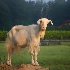 2Morgan Ridge Goat - ID: 15628610 © Zelia F. Frick