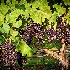 2Morgan Ridge Grapes - ID: 15628611 © Zelia F. Frick