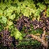 2Morgan Ridge Grapes - ID: 15628612 © Zelia F. Frick