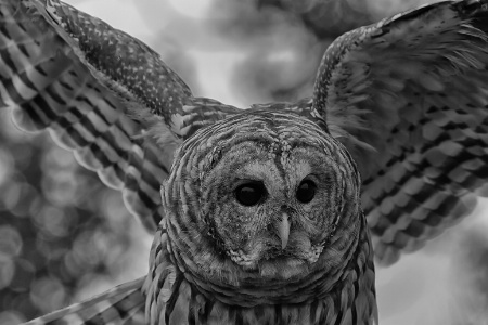 Baird Owl