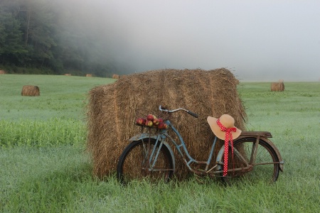 Summer Morning