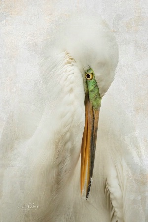 The Egret