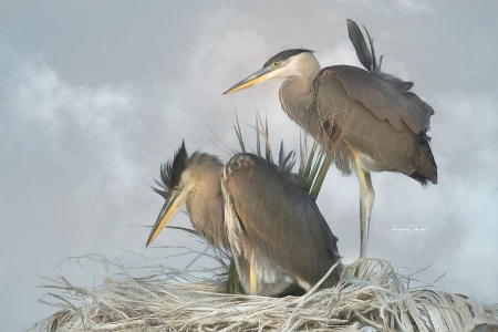 Sibling Blue Herons